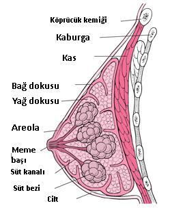 5 ġekil 1.2 Sagital meme kesiti anatomisinin Ģematik gösterimi. (http://www.ichmemecerrahisi.com/meme-anatomisi.asp, EriĢim tarihi: 01 Eylül 2012) 1.4.