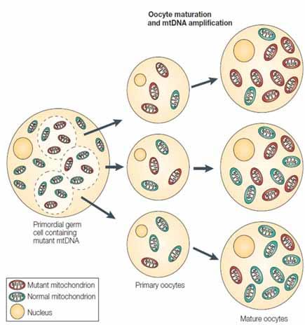 mtdna matenal olarak kal t l r. Hücreler poliploid yap dad r.