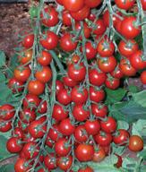 Yeniçeri F1 Bitki: Sırık kiraz domates, çok erkenci, yüksek verim.