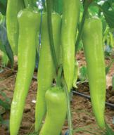 IR: TSWV Meyve: Tatlı, 22-24 cm, parlak yeşil, yüksek kalite, raf ömrü uzun.