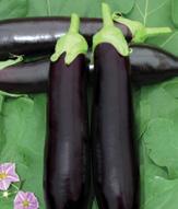 Karagül F1 Bitki: Yarı topak patlıcan, güçlü, soğuğa dayanıklı, erkenci, yüksek verim.
