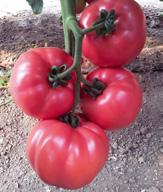 Gülpembe F1 Bitki: Sırık pembe domates, boğum araları kısa, erkenci, yüksek verim.