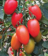 Elips F1 Bitki: Sırık söbü domates, erkenci, küçük yapraklı, yüksek verim.