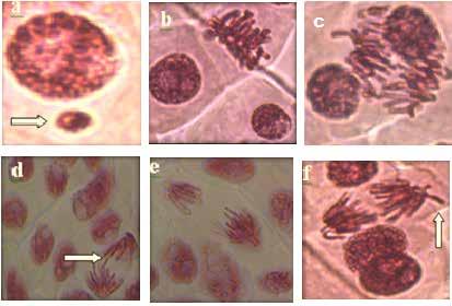 Allium cepa L. Kök Ucu Hücrelerinde Diazinon Toksisitesinin Araştırılması Şekil 2.