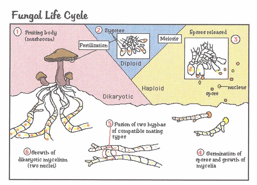 Divisio Chytridiomycota (chytridler) esas olarak sucul, bazıları saprofit, bir hücreliler Divisio Zygomycota (zigot mantarı, zygospor fungi) Rhizopus stolonifer (siyah ekmek küfü), çitlerde üreyen