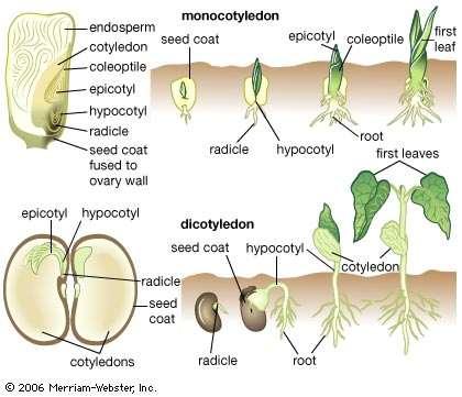 Kapalı tohumlu bitkiler hem odunsu hem de otsu yapıdadır.
