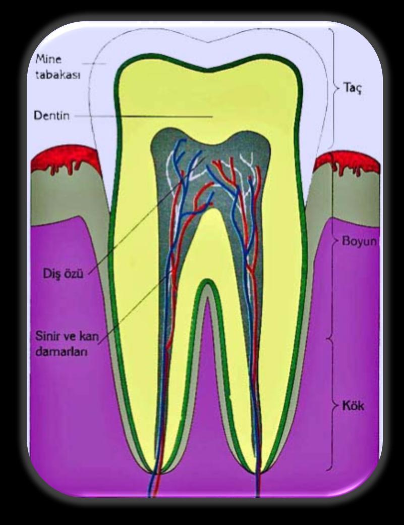 Dişler: Besinlerin mekanik sindirimine yardımcı olan alt ve üst çene kemiğinin diş çukurlarına yerleşmiş yapılardır. Diş morfolojik olarak taç, boyun ve kök olmak üzere üç kısımdan oluşur.