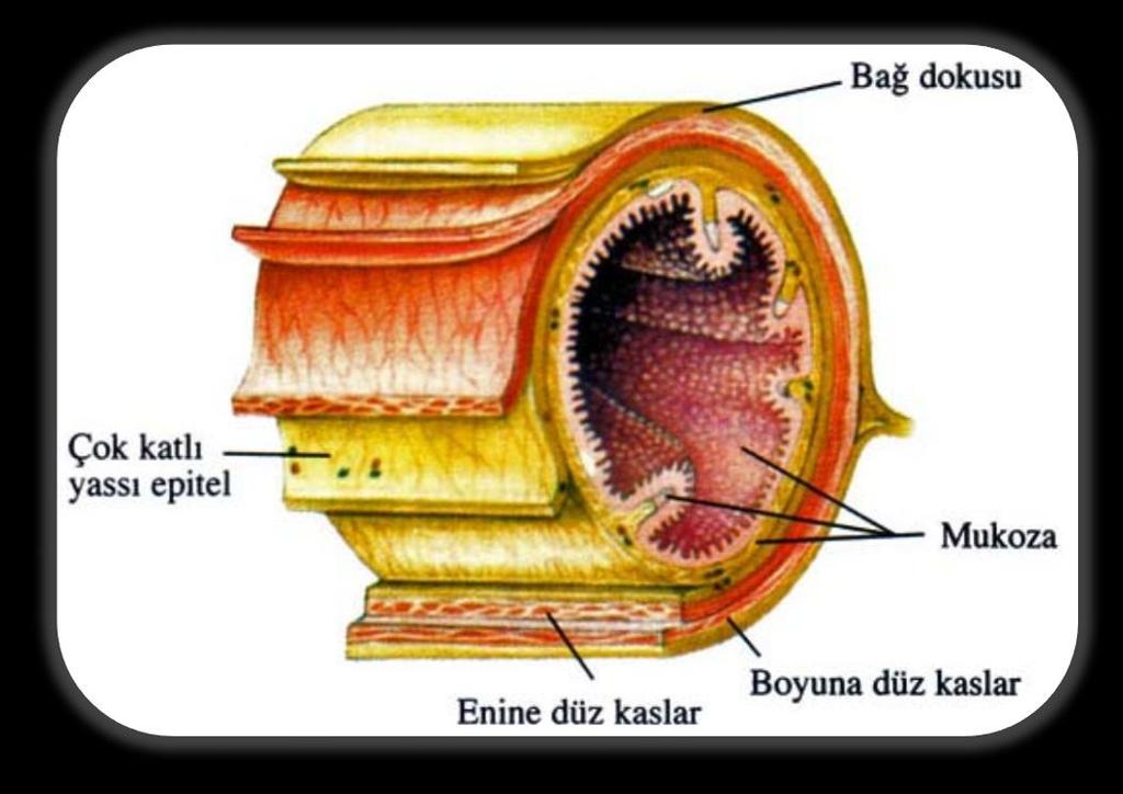 Not: Sindirim sistemi yemek borusundan anüse kadar benzer bir yapıya sahiptir. İçten dışa doğru üç ana tabakadan meydana gelmiştir. a) İç Tabaka: Epitel dokudur ve mukoza tabakası da denir.