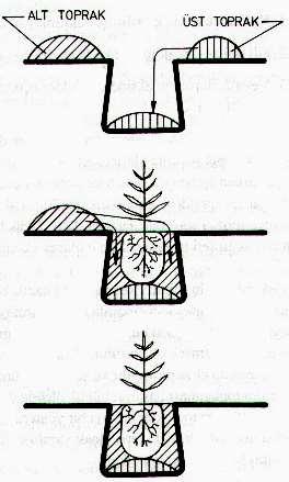 Topraklı fidanın kökü saran toprak kitlesini alacak, kenarlarda ve çukur dibinde en az 15 cm boşluk kalacak şekilde bir çukur açılır. Çukurdan çıkan alt ve üst toprak ayrı ayrı yerlere yığılır.