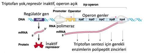 Hücrede trp fazla olduğunda, bir kısmı serbest olan REGÜLATOR PROTEİN e (R) bağlanır ve onu aktive eder.