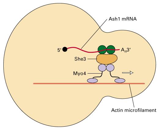RNA Lokalizasyonu mrna