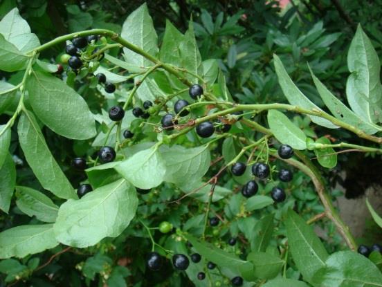 A study on inventory of Caucasian whortleberry (Vaccinium arctostaphylos L.