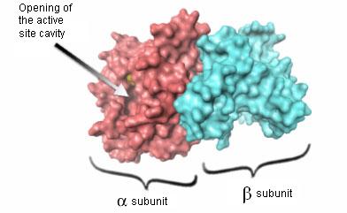 Bacterial luciferase structure http://www.
