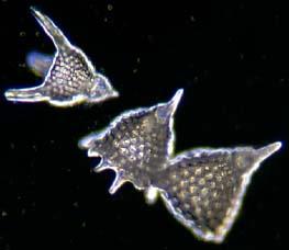 Birçok phylum da görülür (Radiolaria, Ctenophora,
