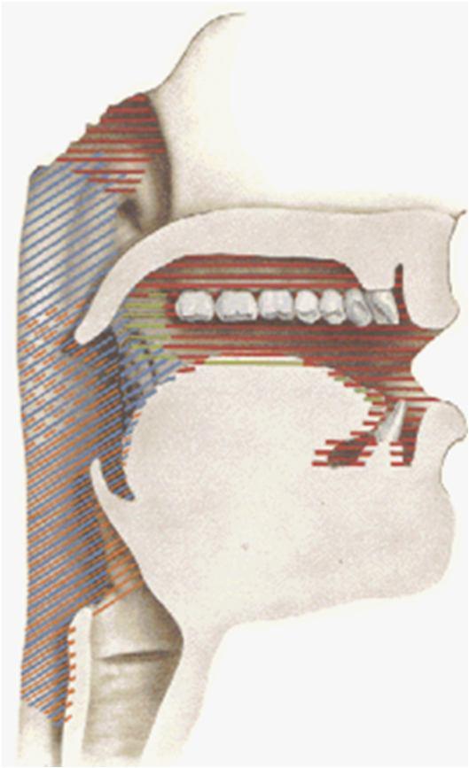 Pharynx Sinirleri Plexus pharyngeus n. vagus n. glossopharyngeus ggl. cervicale superior n. accessorius (motor) Bütün farinks kasları XII (m.