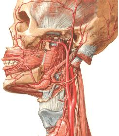 SYSTEMA RESPIRATORIUM Yutak (pharynx) Pharynx Damarları a.