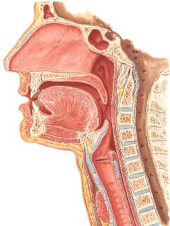 Gırtlak (larynx) Yeri: C3 C6 arasında Yaş ve cinsiyet: Hareketi Mukozası: Komşulukları: Gelişimi prominentia laryngea SYSTEMA RESPIRATORIUM Larynx in