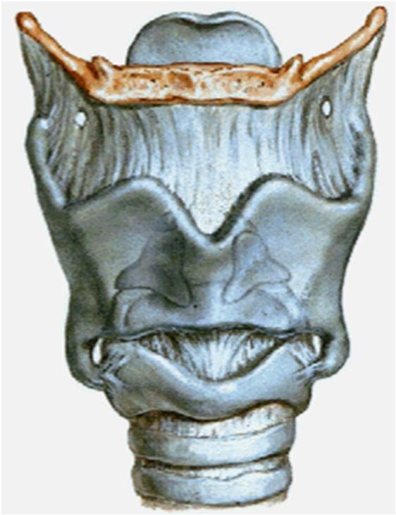 Gırtlak (larynx) Kıkırdakları: cartilago cricoidea arcus cartilaginis cricoidea lamina cartilaginis cricoidea