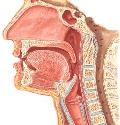 glossoepiglottica mediana plica