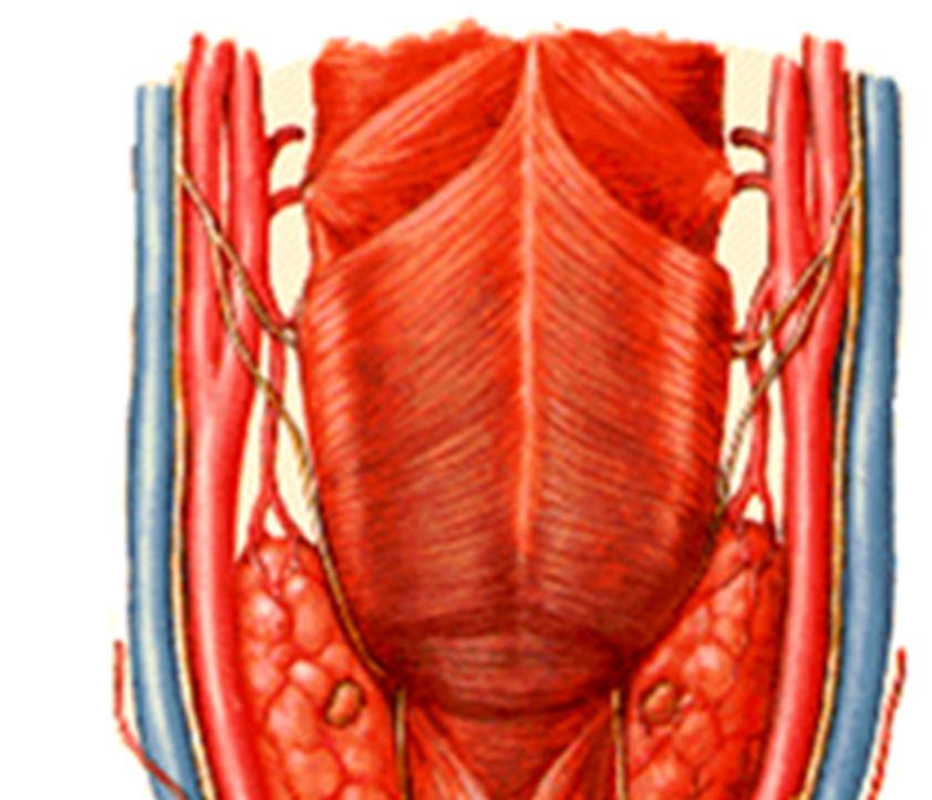 ALT SOLUNUM YOLLARI larynx in arter ve sinirleri Arterleri a.