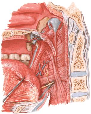 SYSTEMA RESPIRATORIUM Yutak (pharynx) Pars oralis pharyngis (Oropharynx) Palatum molle
