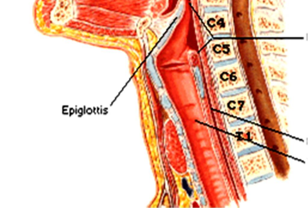 RESPIRATORIUM Yutak (pharynx) Pars laryngea pharyngis