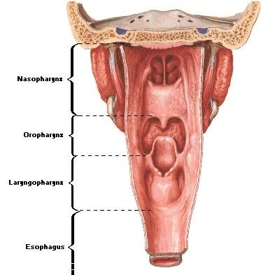 Yutak (pharynx) Pars laryngea pharyngis (Laryngopharynx) os hyoideum- C6 Aditus laryngis Recessus priformis Plica