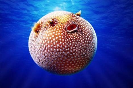 Dünyanın En İlginç Hayvanları En ilginç hayvanlar 1-Balon Balığı Pasifik Okyanusu'nda