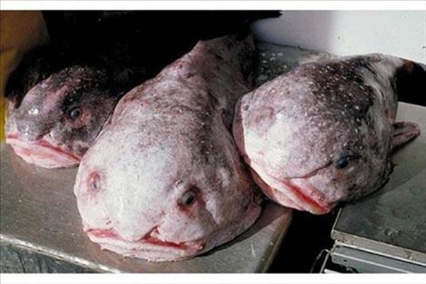 aye aye genellikle 19-Blobfis derinliklere bir Avustralya türdür.