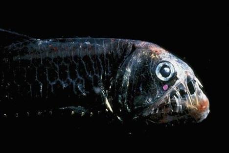 balıklardan Büyük ve sivri ayrılabilen ağzıyla, bu uzun balık sivri 30 dişleriyle