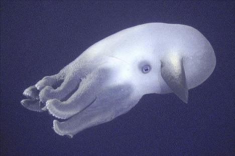 Ahtapot türü olan Dumbo Octopus, okyanusun en derin