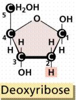 RNA nın yapısına katılan nükleotitler riboz şekeri, DNA nın yapısına katılan nükleotitler deoksiriboz