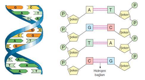 Her canlıda DNA 4 çeşit nükleotitten oluşur.