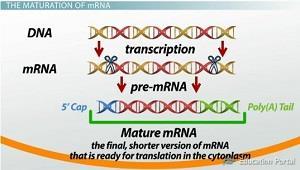 RNA ÇEŞİTLERİ: PROKARYOT VE ÖKARYOT TÜM HÜCRELERDE ÜÇ FARKLI RNA BULUNUR. HER BİR RNA ÇEŞİDİNİN PROTEİN SENTEZİNDE FARKLI BİR İŞLEVİ VARDIR.
