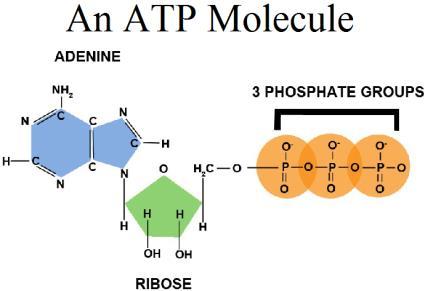 Organik moleküllerin kimyasal bağ ATP deki kimyasal bağ enerjisi Hücresel enerji ATP nin yapısı: Biyolojik sistemlerde kullanılan en iyi kimyasal bağ enerjisi ATP molekülünde bulunur.