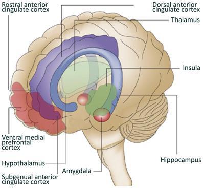 Göz hareketleri ile geri çağırma yapıldığında sağ amigdala ve rostral ACC aktivitesi belirgin olarak azalmıştır.