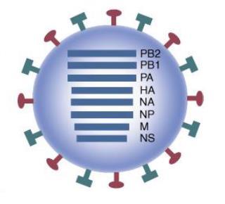Etken influenza virusu Orthomyxoviridae ailesinden zarflı bir RNA virusu Nükleokapsid ve matriks