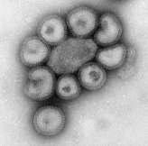 İnfluenza virusları