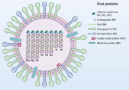 İnfluenza virus genomunun kodladığı proteinler 8 segment ve bunların kodladığı 10 protein
