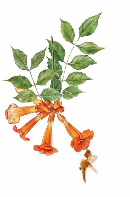 SERVET KABASOĞLU Bitki Adı : Domates Latince Adı : Solanum