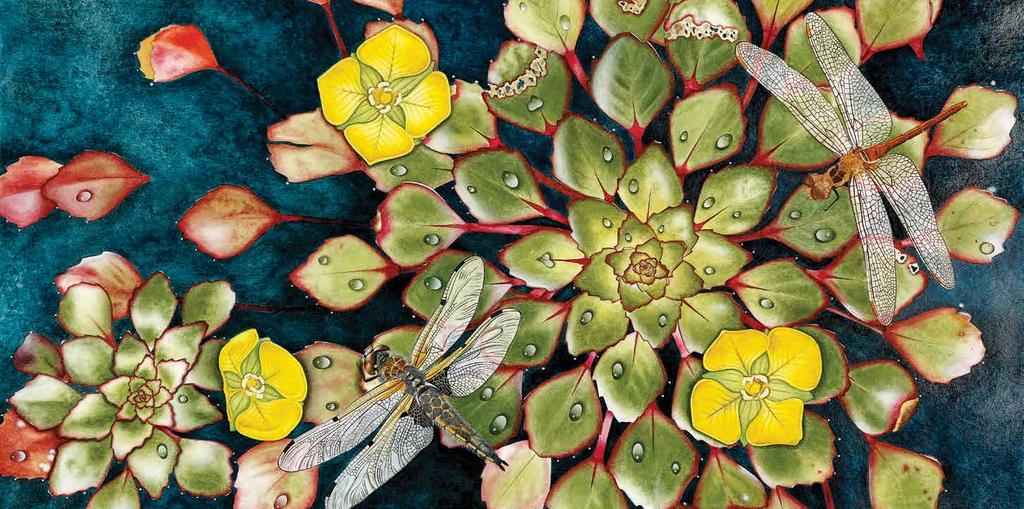 NAZLI DURMUŞOĞLU UTKU Bitki Adı : Mozaik Bitkisi Latince Adı :