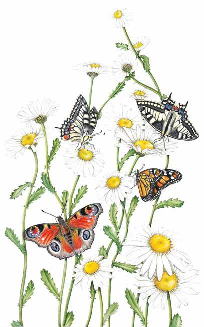 Kuyruk Kelebekleri (Üstteki) Latince Adı : Papilio Machaon OYA HOROZ Bitki Adı : Yıldız