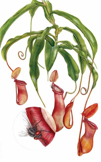 GÜLSÜM ERSİN ŞİMŞEK Bitki Adı : Manolya Latince Adı :