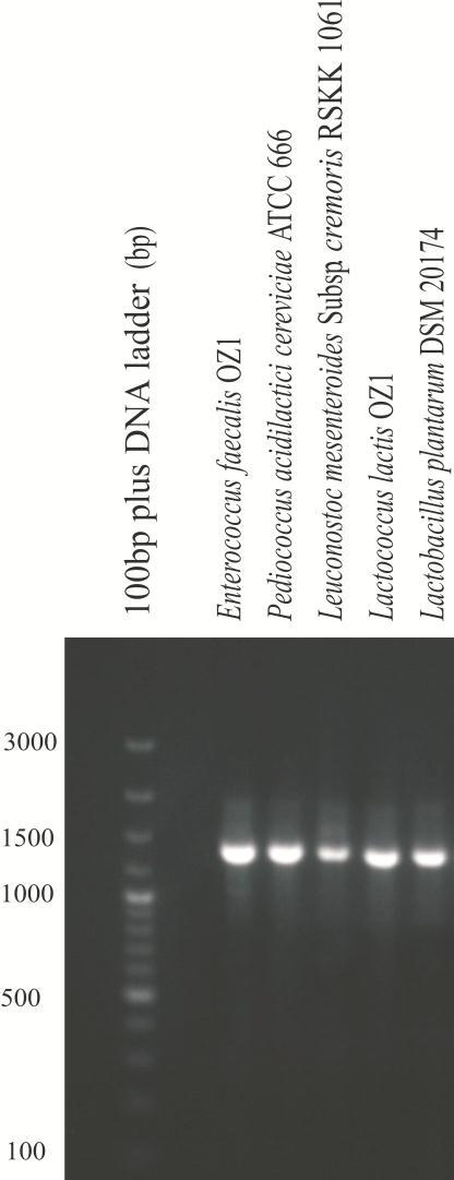 Şekil 4.1 Çalışmamızda kullanılan beş farklı cinsden seçilmiş birer suşa ait kromozomal DNA görüntüsü M: bp plus DNA ladder (bp), 1: E. faecalis OZ1, 2: P. acidilactici cereviciae ATCC 666,3: Leu.