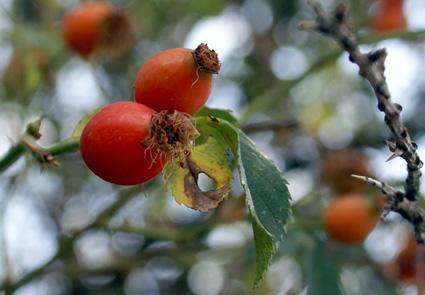 Sorbus