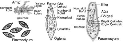 Protista Alemi 1-) Protozoalar (Kamçılılar, Kök Ayaklılar, Sporlular, Kirpikliler) 2-) Algler 3-) Cıvık Mantarlar Genel olarak bakıldığında protista aleminde yukardaki canlılar bulunur.