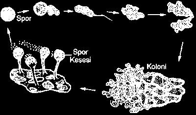Cıvık mantarlar belirli bir hücre şekline sahip olmayan, nemli ve rutubetli yerlerdeki ölü bitki ve hayvanların kalıntıları üzerinde yaşayan, tek hücreli canlılardır.