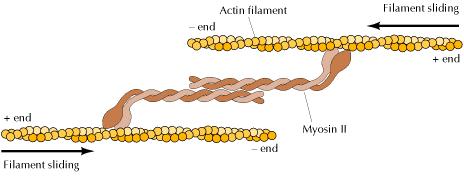 Miyosin II, bipolar filamentleri ve aktin filamentleri
