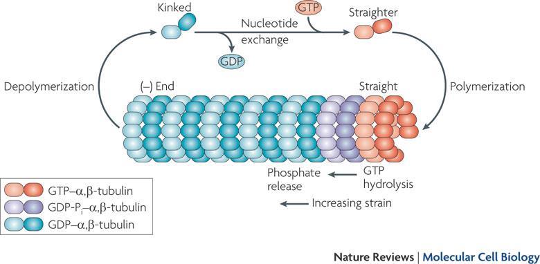 Mikrotubul polimerizasyonu ve depolimerizasyonu GTP hidrolizi, Motor
