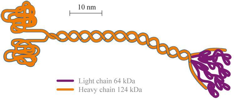 Kinesin 2 ağır zincir (baş kısmı) ve onu birleştiren hafif zincirden (kuyruk kısmı) oluşur.